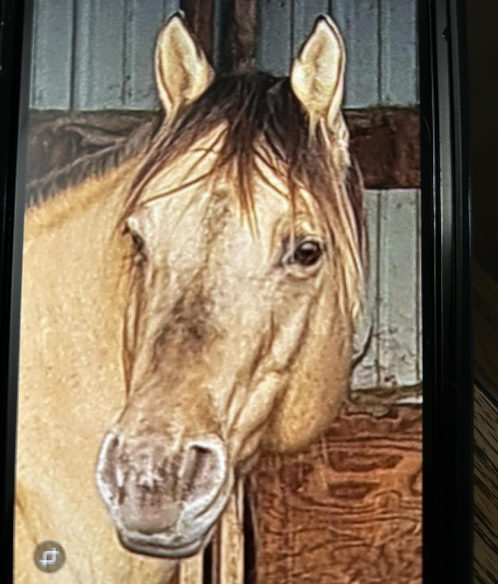 Julie's Wisecamp Stud