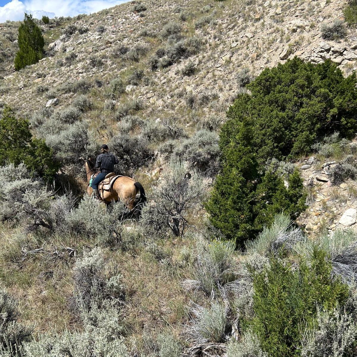 Aster leaning over to get antler after walking thru brush in ditch_IMG-20251002-WA0025