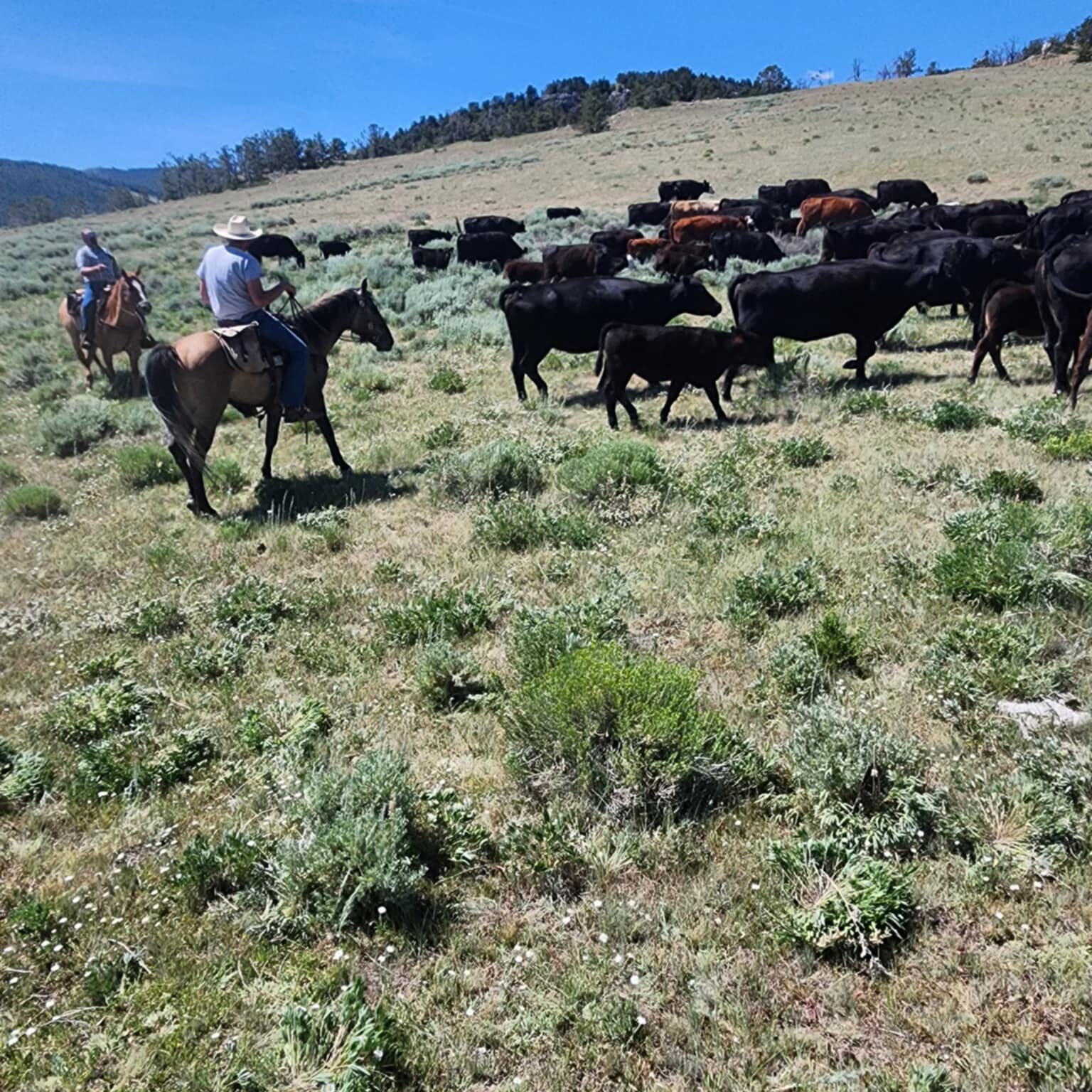 Fig moving cows Fig moving cows